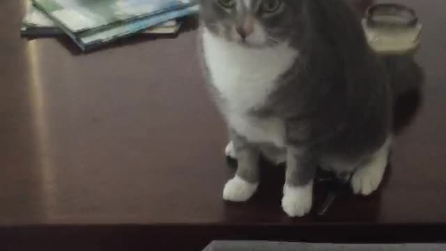 Key Guarding Kitty