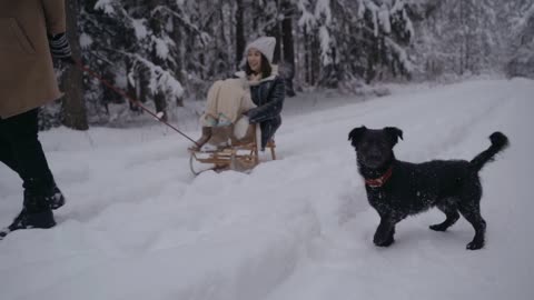 Funny dog