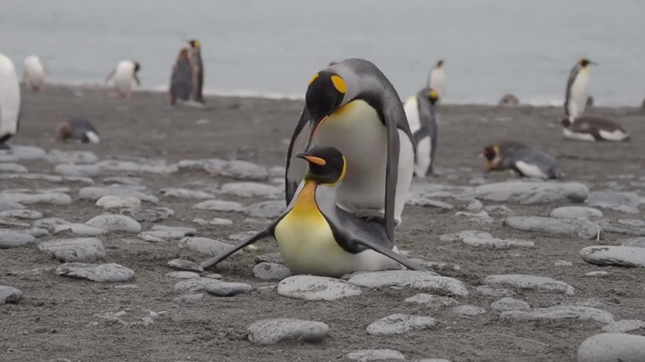 King Penguins, Mating