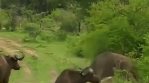 Cheetah playing with buffalo