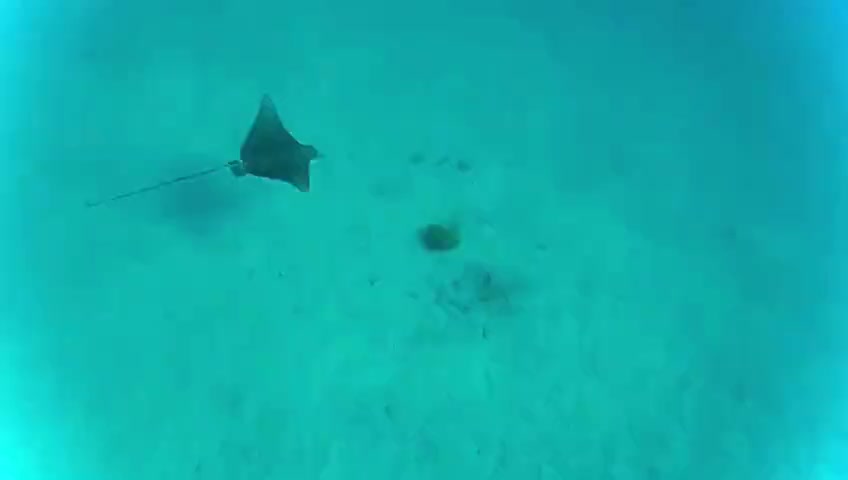 Sting Ray in the Red Sea