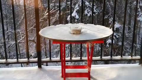 Feeding chickadees