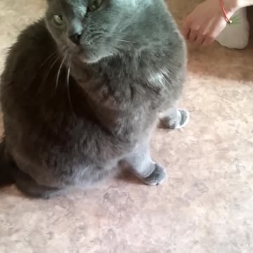 I carres cat very well!