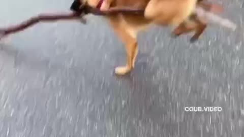 Funny dog doing amazing Action