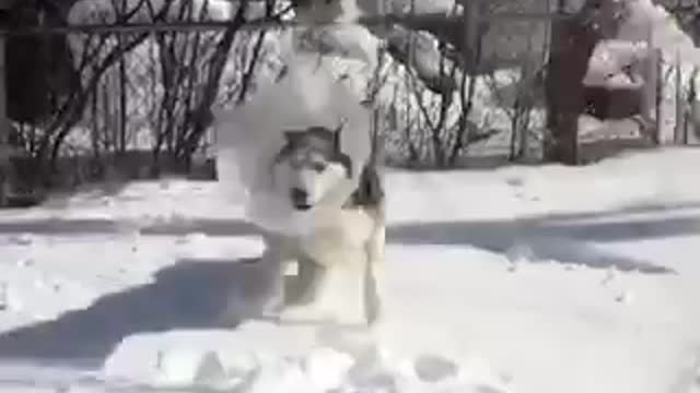 A pet helps his master clean up the snow