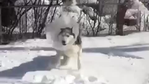 A pet helps his master clean up the snow