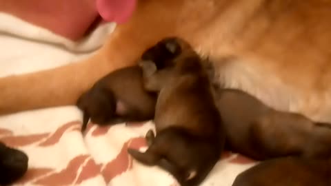 Baby malinois
