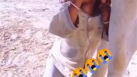 Baby taking milk from cow directly