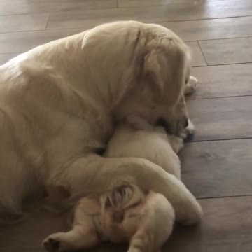 Golden Retriever Preciously Cuddles Little Puppy