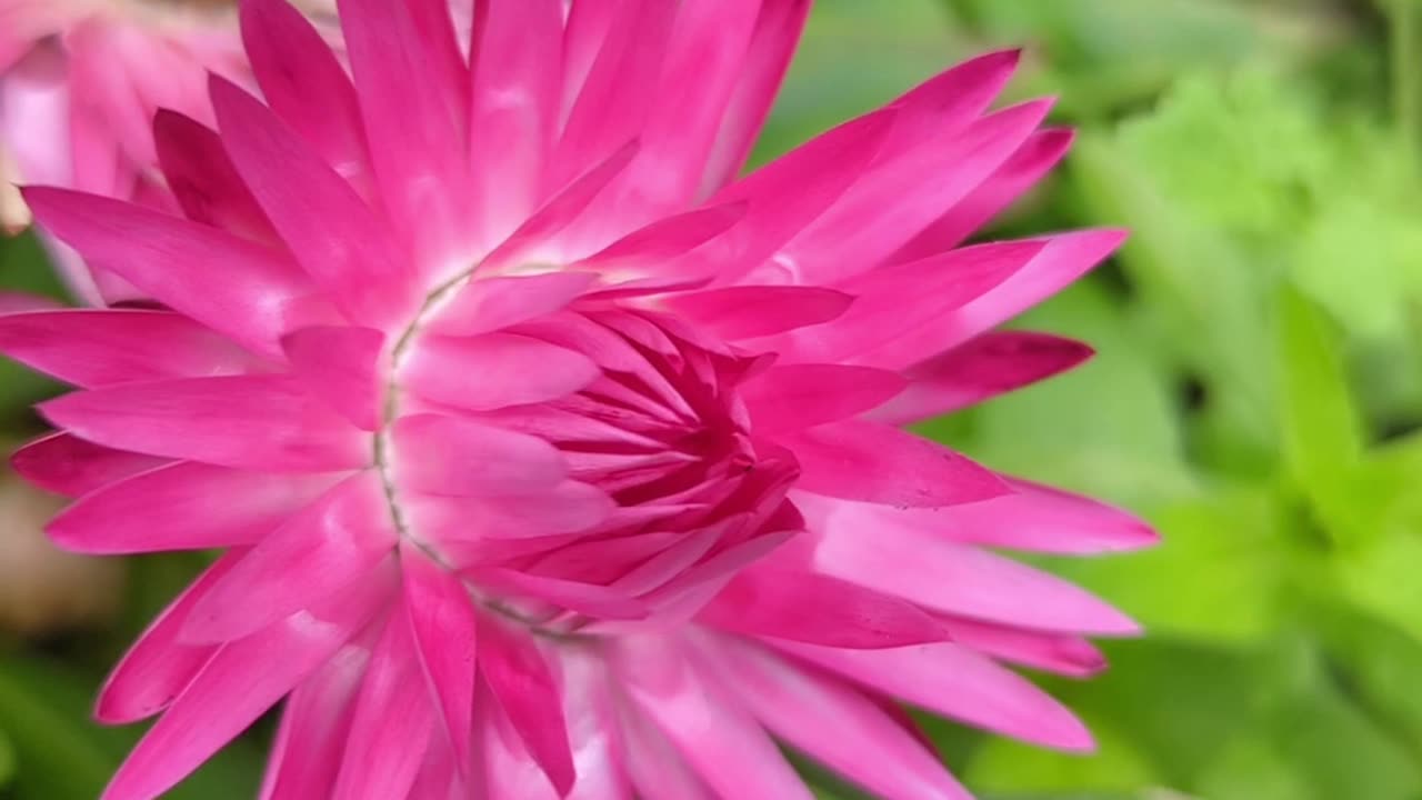 Strawflowers