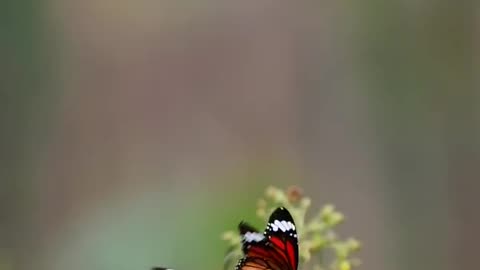 Cute Butterfly.