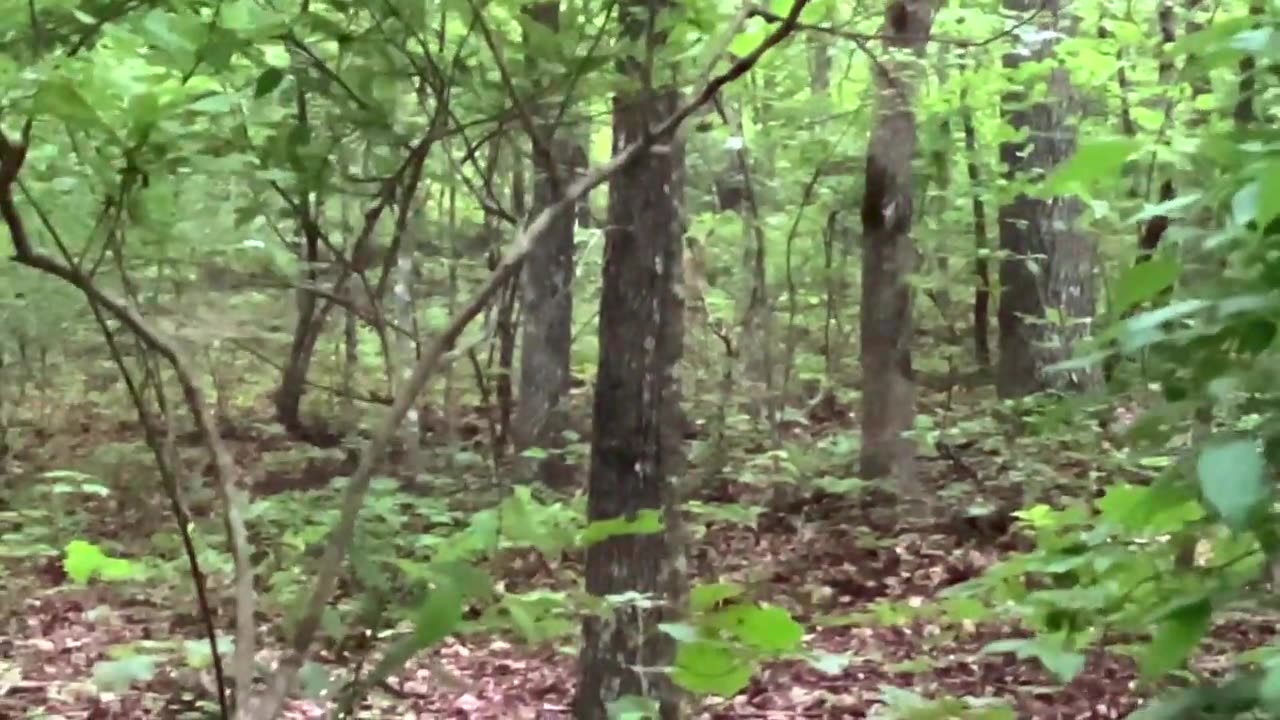 alone in the forest with the dog