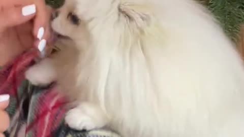 Funny and Cute Pomeranian