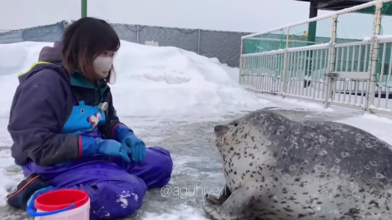 What the seal doin