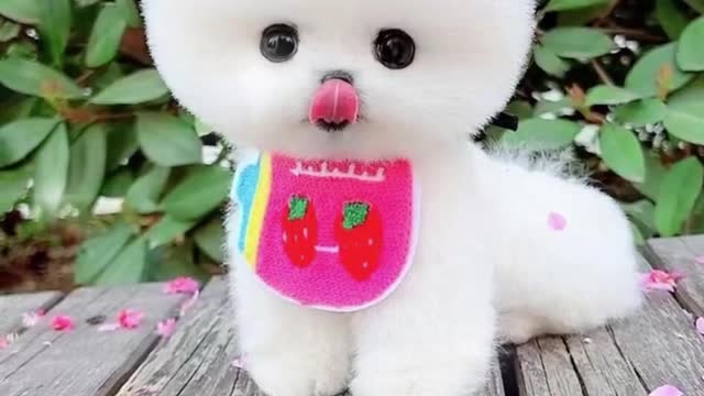 Cute little dog