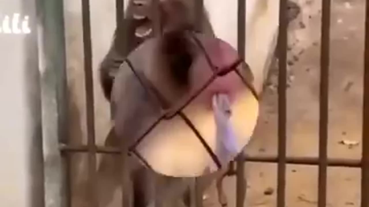 Bast monkey funny video ever