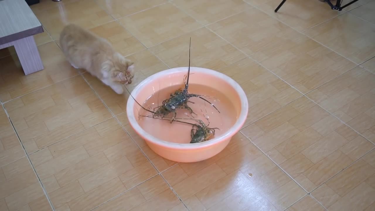 Cat seeing lobster for the first time