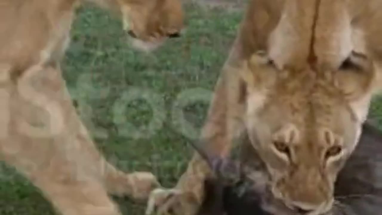 African Lion Females with a Kill, a Wildebeast Masai Mara Park in Kenya