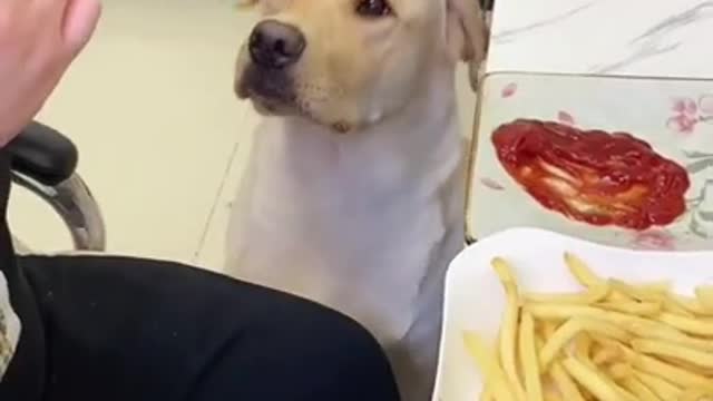 Smart Golden Retriever Eat French Fry #shorts #dog