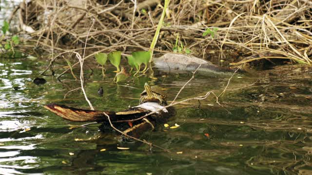 A Turtle Rest On A Fallen Branch Of A Tree