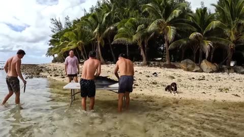 Delicious big tuna