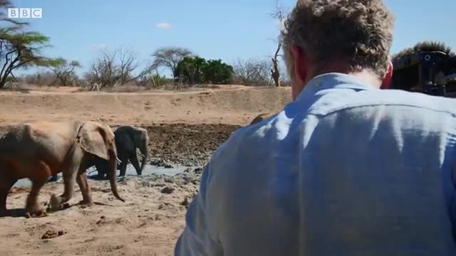 Baby Elephant's Adorable First Bath