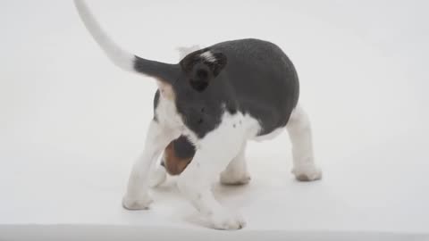 Dog running in the snow