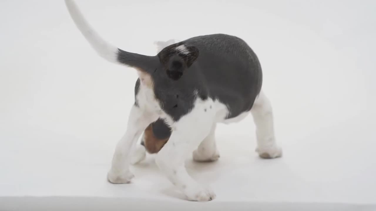Dog running in the snow
