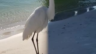 Great egret rushes towards something then suddenly stops