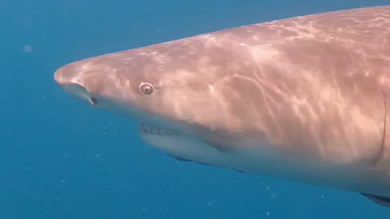 Wildlife & Funs