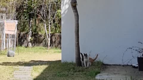 Two cats played a joke.