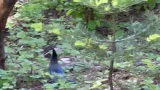 Stellar Jay.