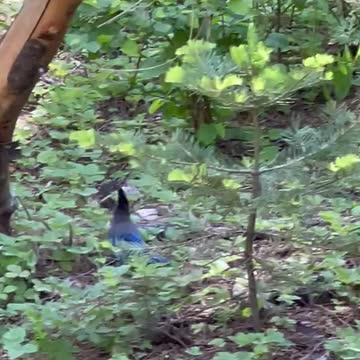 Stellar Jay.
