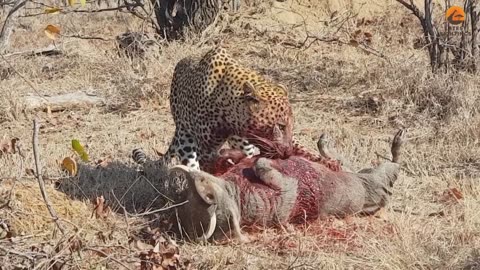 Leopard eating warthog alive