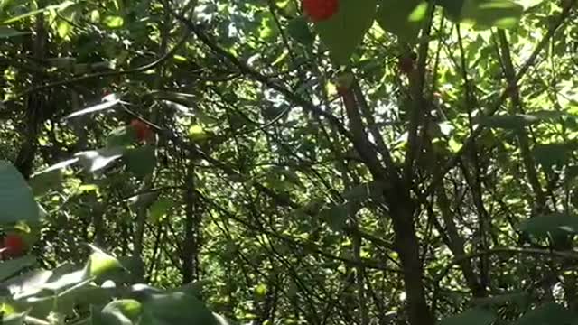 There are many such red fruits in the forest