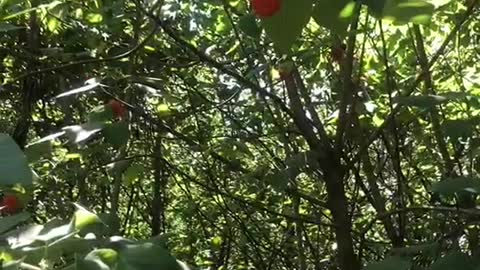 There are many such red fruits in the forest