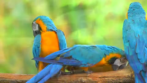 EXOTIC PARROTS BIRDS BEAUTIFUL NATURE