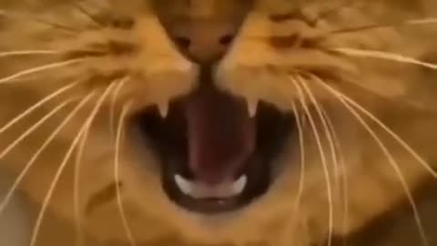 funniest Cat - don't try to hold back laughter