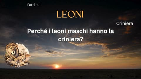Fatto del Leone 10 - Perché i leoni maschi hanno la criniera?