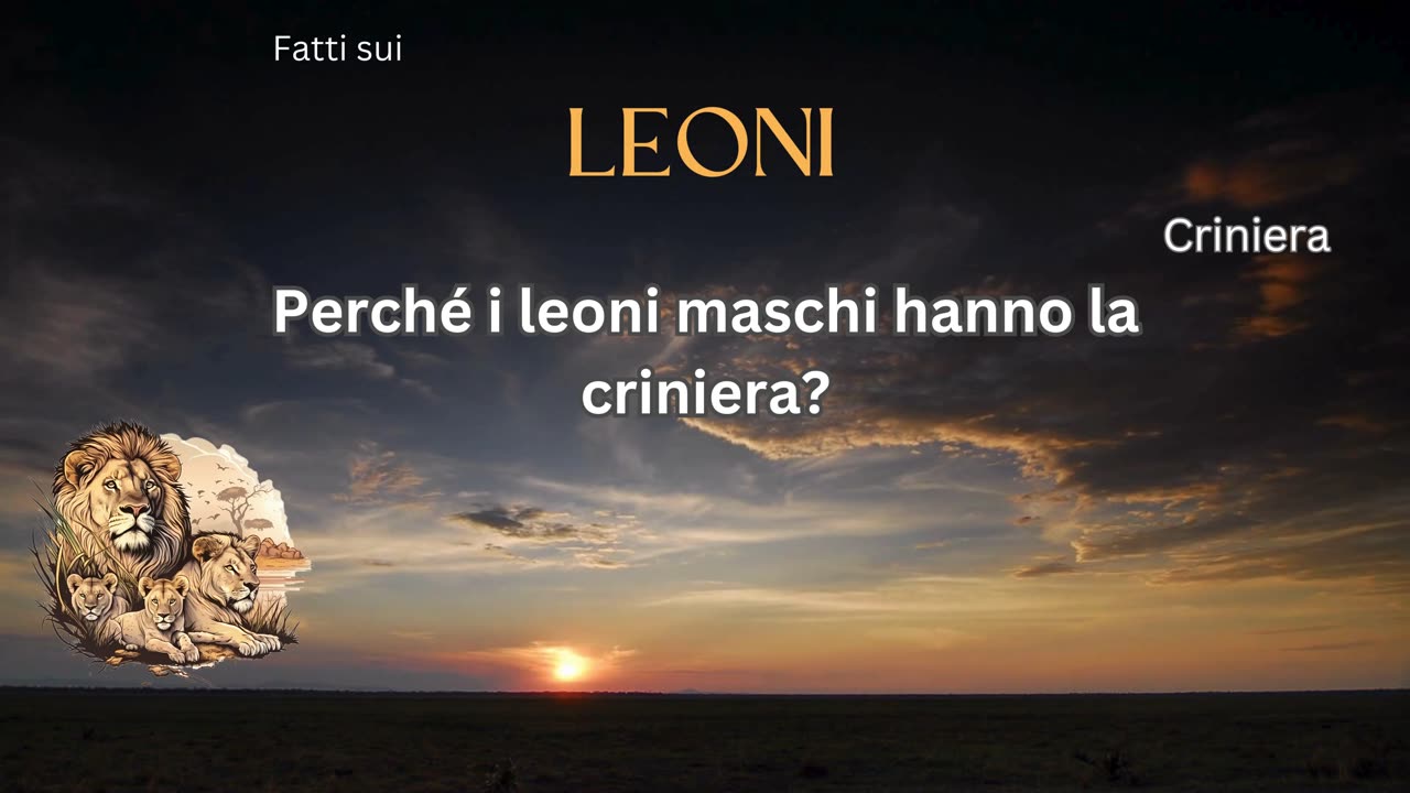 Fatto del Leone 10 - Perché i leoni maschi hanno la criniera?
