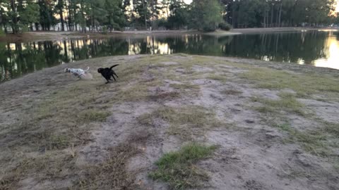 Luna Enjoying Myrtle-Beach Dog Park South Bark