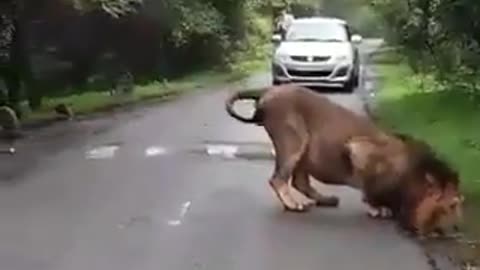 Watch this incredible sighting of an Asiatic lion welcoming the monsoon.