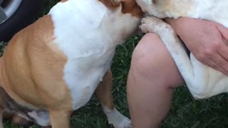 Pit-Bulls Love Each Other