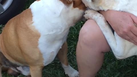 Pit-Bulls Love Each Other