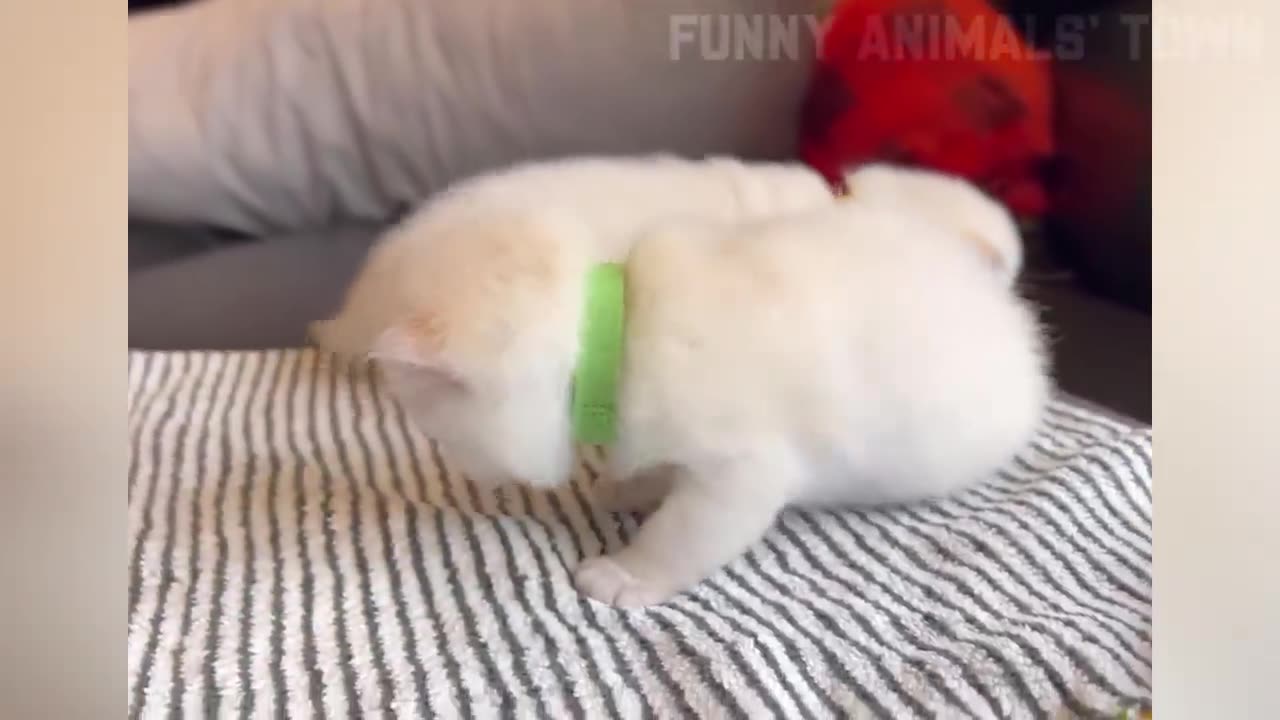 Funny animals
