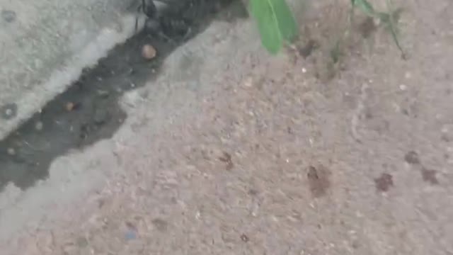 Ant