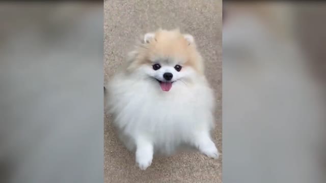 cute #dog short video| cute puppy shorts