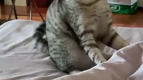 Dancing cat