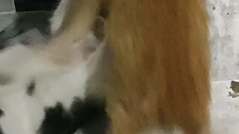 Cats 🐶🐈