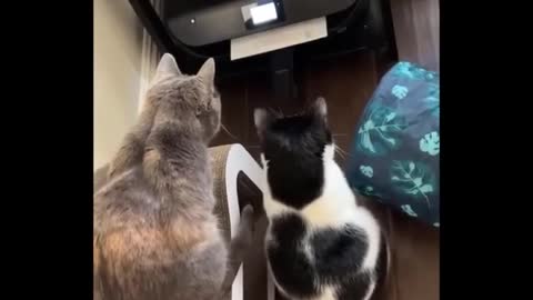 world most fun video.....